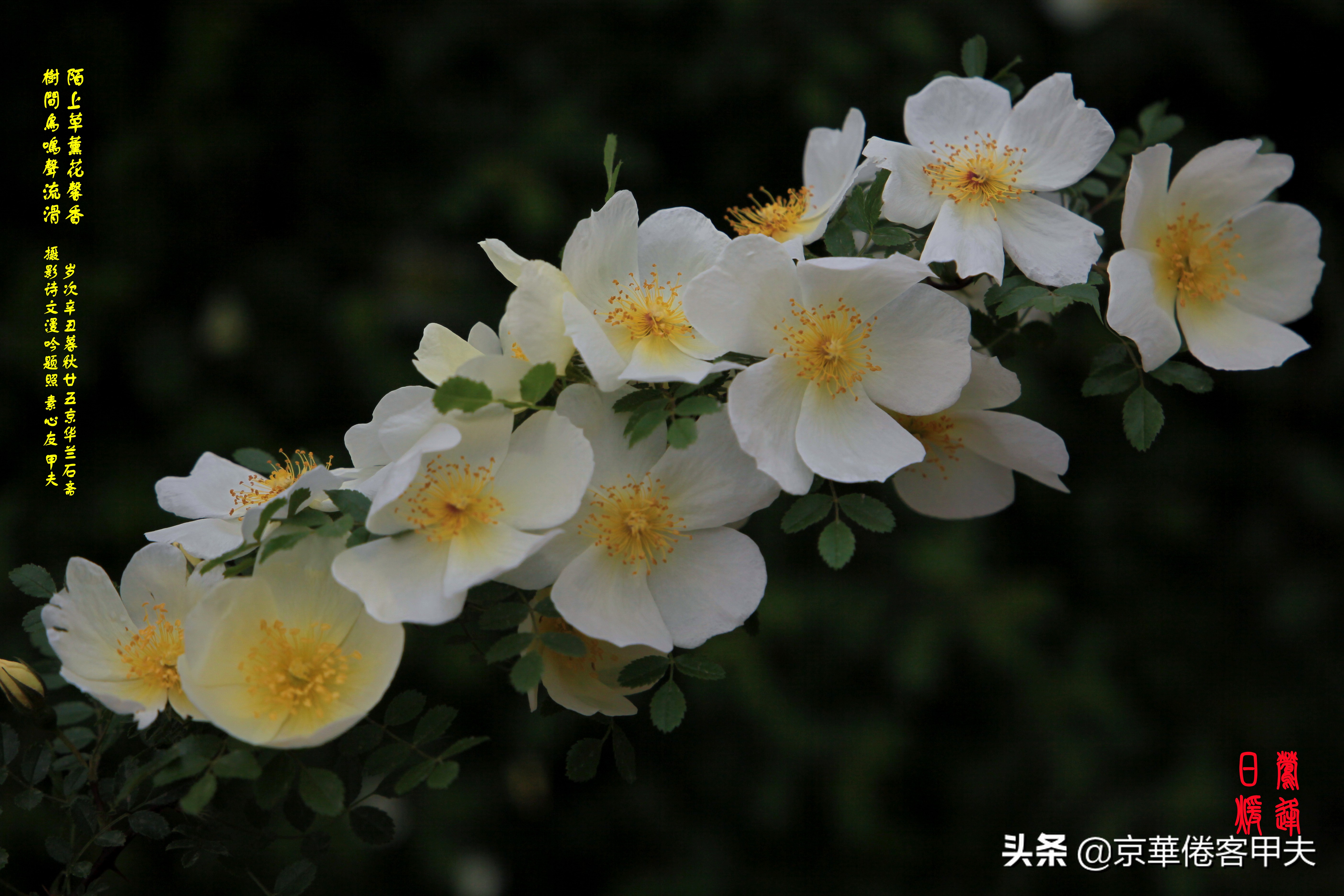 甲夫原创/詩語漫評：交颈相戏摇曳风姿，倾身顾盼生韵生情