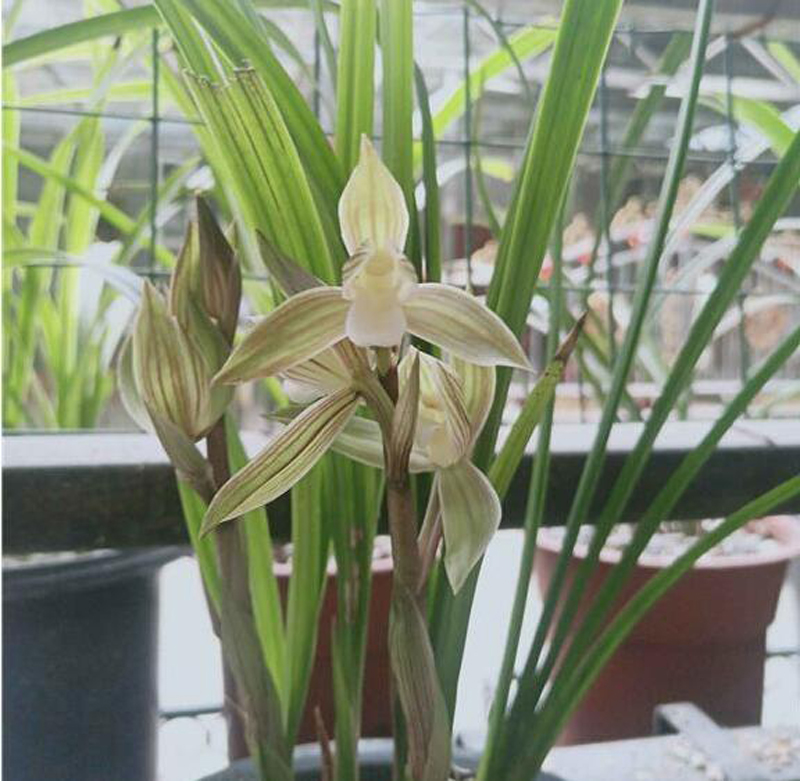 石斛兰花上有黄点什么原因,栽种的兰花进50天了为什么叶片黄