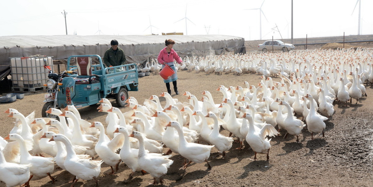 一亩大棚能养多少只鸡,养鹅前景与利润分析