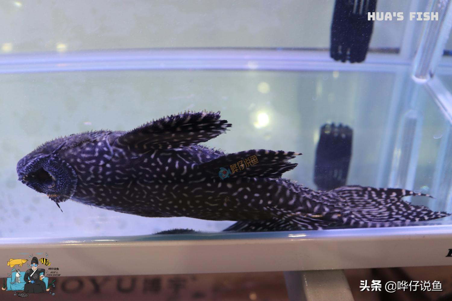 观赏鱼季节性应激反应怎么解决,观赏鱼应激反应几天可以喂食