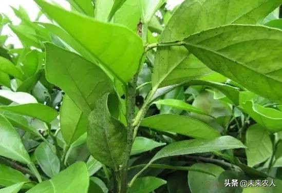 柑橘沙皮病图片大全,柑橘溃疡病果与砂皮病果的区别