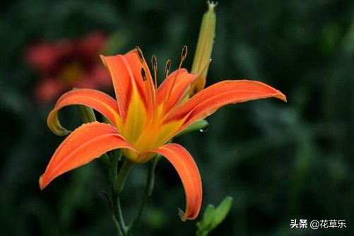 母亲节送鲜花送什么花合适,母亲节送鲜花送哪些花