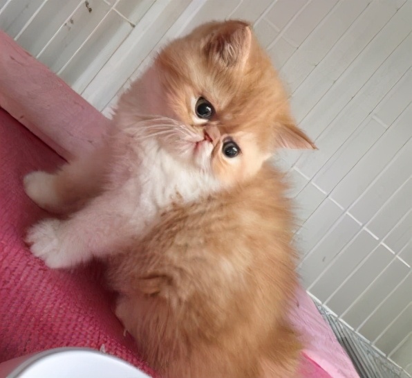 加菲猫如何养才健康,加菲猫怎么养才正确