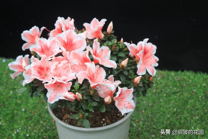 杜鹃花粉心白边,紫色百合杜鹃