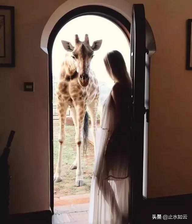 吃长颈鹿治艾滋病？为保护谣言下的生命他们建了家世界唯一的酒店