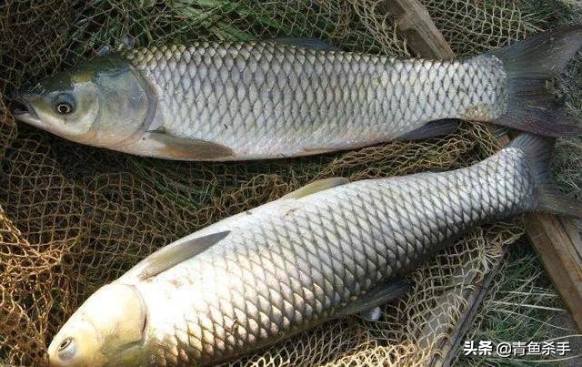 怎么选钓草鱼的钓点和时间,钓草鱼如何选择合适的钓点