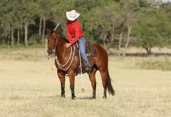 野骑马术教学,野骑马匹怎么选