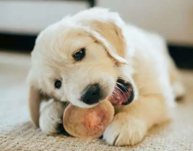 金毛幼犬为什么爱啃东西,为什么金毛幼犬容易病