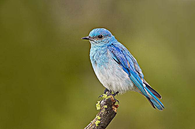 上帝和知更鸟,知更鸟为什么叫上帝之鸟