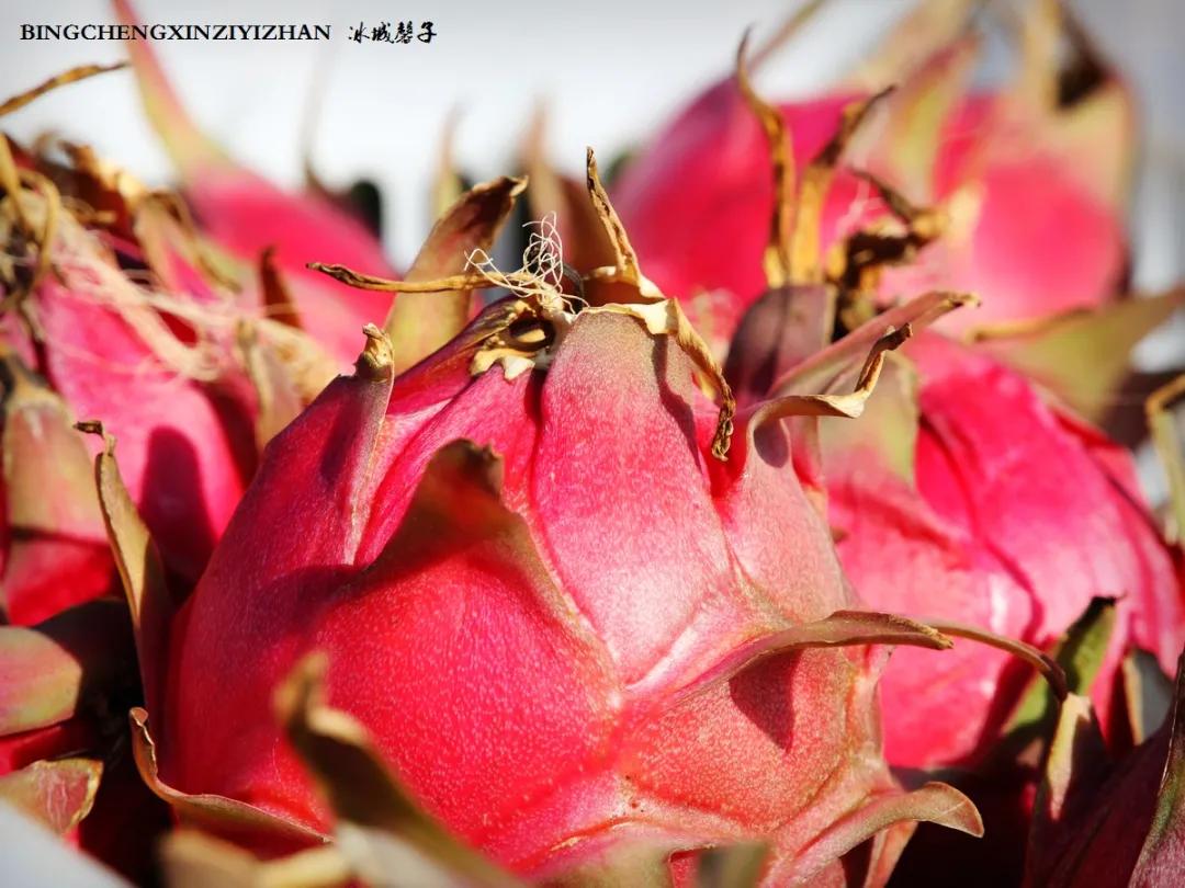 附近的火龙果采摘园海南,海南火龙果采摘