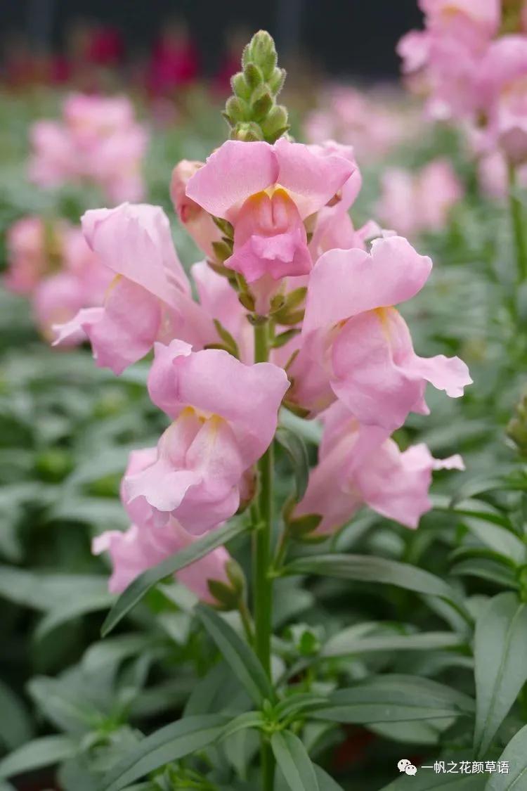 金鱼草的简介,金鱼草的地径