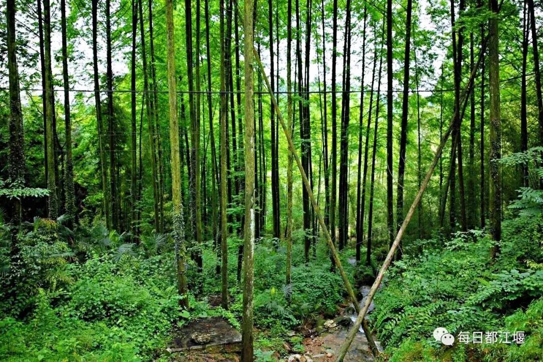 青城山十大顶级神仙民宿,藏在青城山里民宿