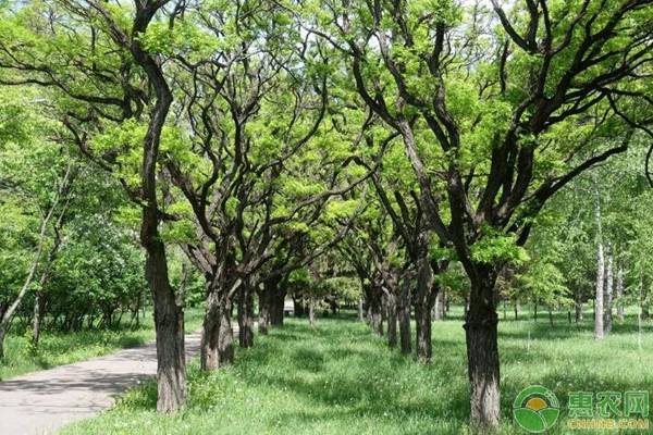 家里的院子里刺槐好还是国槐好,国槐价格1米多少钱一棵