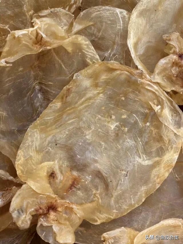 真正的白花鱼胶,白花胶是什么鱼胶