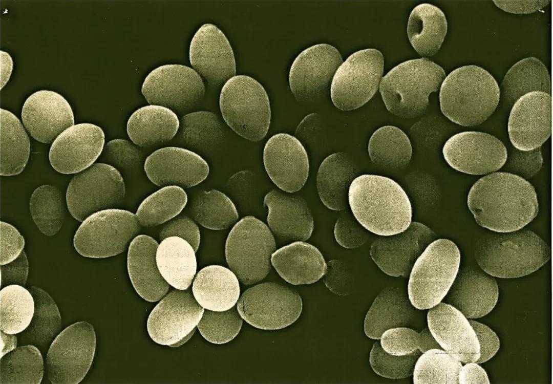 新一代酒藏经营者：让清酒走向世界