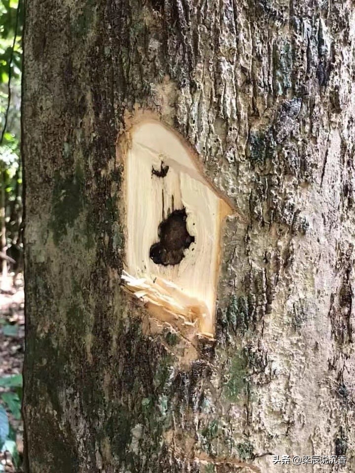 沉香哪些品种是人工沉香,人工沉香与自然沉香的区别