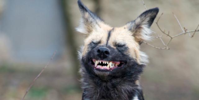 用喷嚏来投票？不可思议的方式，让非洲野狗团队更民主更团结