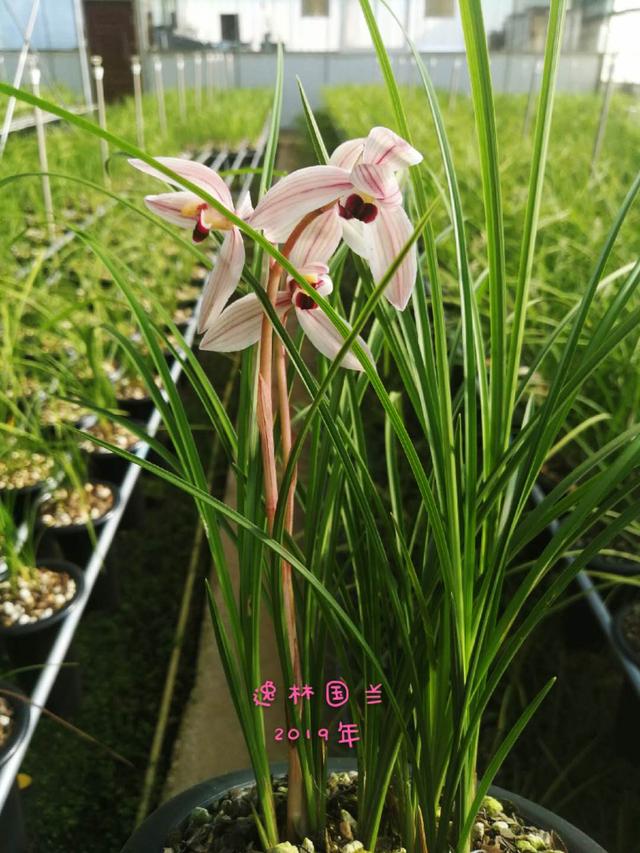 2023莲瓣兰心心相印什么价格,2020年莲瓣兰心心相印价格