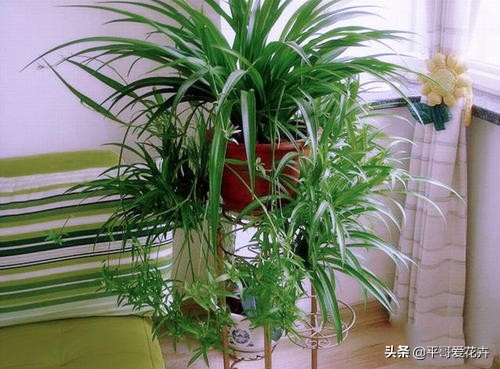 家里适合养的十种花和植物,家里养3种花一年四季开花不断