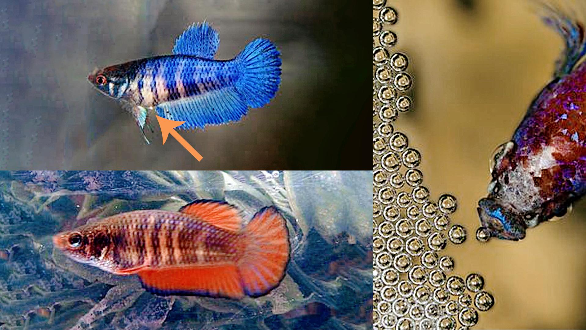 泰国斗鱼繁殖温度应该是到多少,公泰国斗鱼和母中国斗鱼繁殖