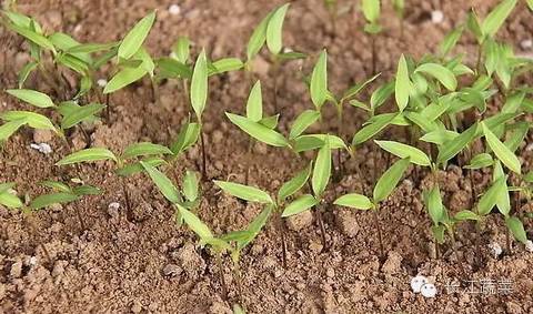 适合秋冬季节种植蔬菜,1-12月应季蔬菜种植