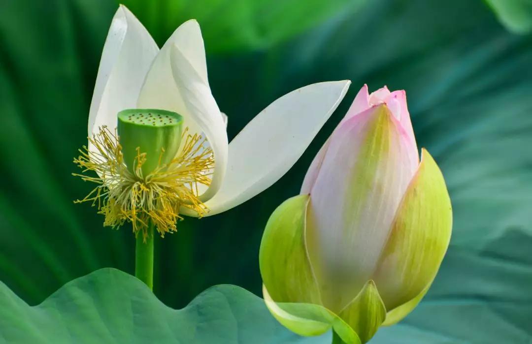 夏季最美荷花在哪里,山东最漂亮的荷花