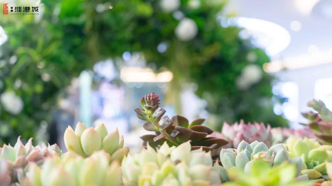 免费领!新华·维港城“绿色甜城”计划,业主免费领绿植