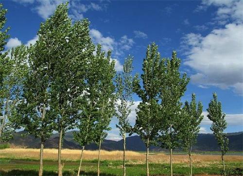 杨树种植技术及病虫害防治,三年生的杨树春天防病虫害怎么防