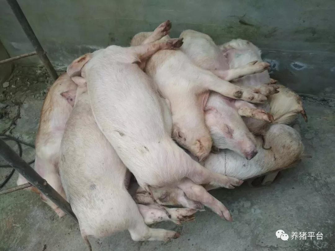 百病从肝治？技术老师给你最最实用的猪场保肝方案