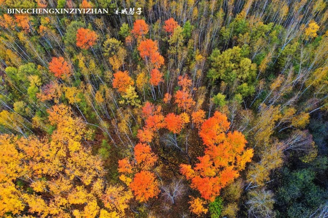 深秋的大兴安岭色彩斑斓,大兴安岭的秋天美景
