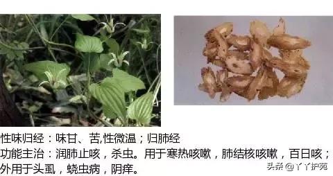 农村身边的中草药主治与功效,中草药全图谱与功效
