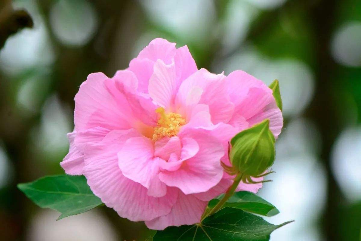 花语大全100种花的花语,100种象征着爱情的花的花语