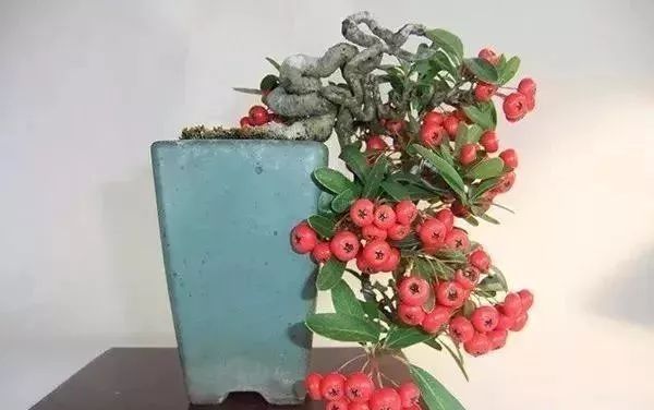 古朴自然盆景欣赏,造型极美的盆景一起来欣赏