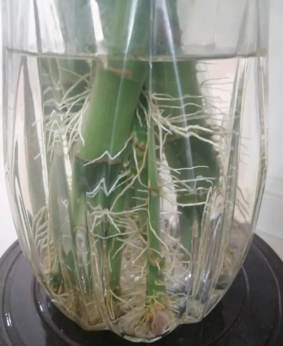 富贵竹黄叶有什么办法拯救吗,富贵竹黄叶的原因和解决办法