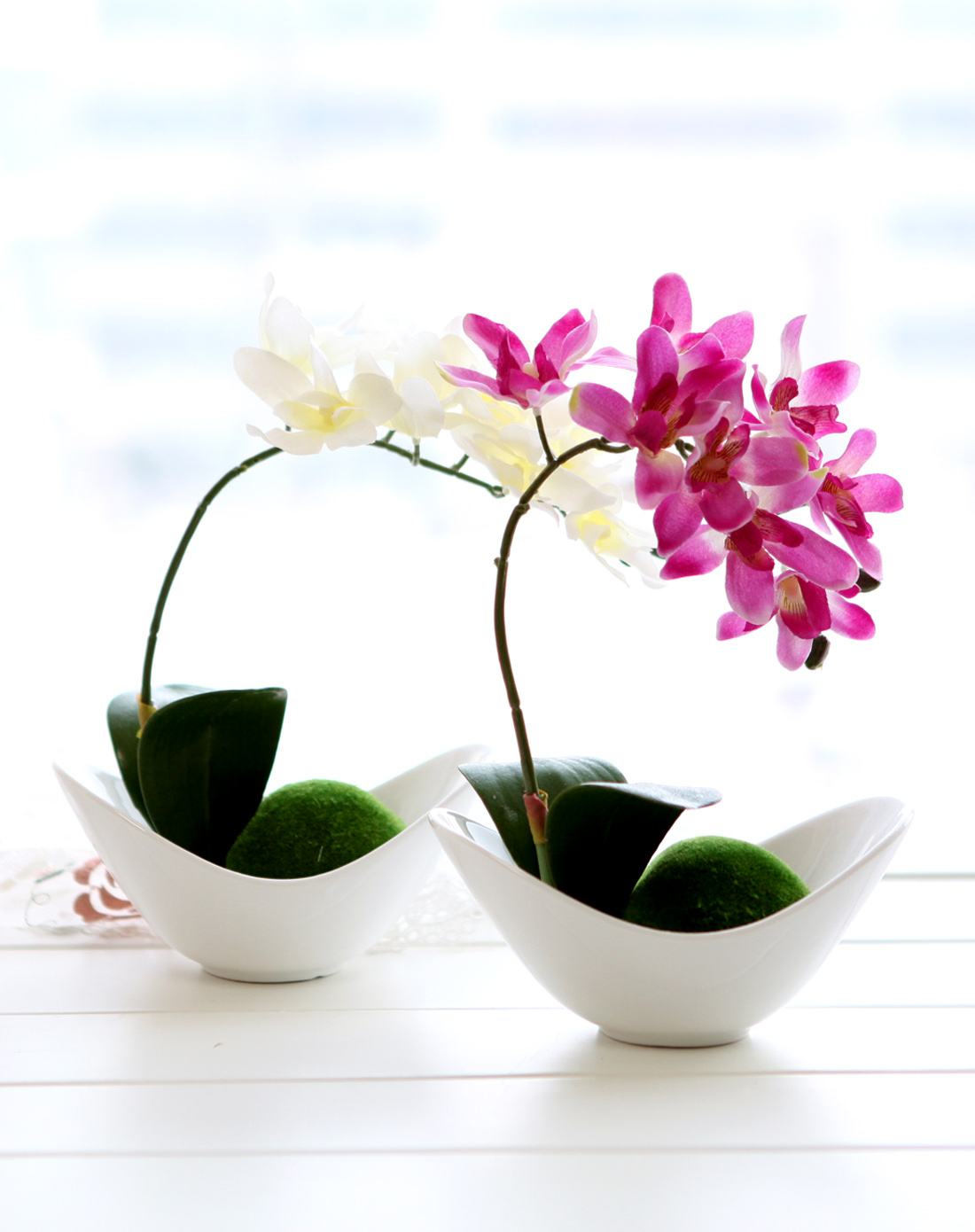 蝴蝶兰的养护方法视频教程,蝴蝶兰的养护方法新手入门