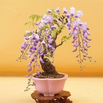 紫藤能盆栽吗怎么养,紫藤可以养花吗