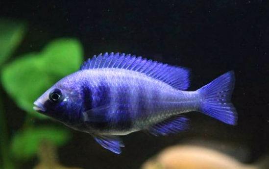 养观赏鱼小知识大全,养观赏鱼知识大全