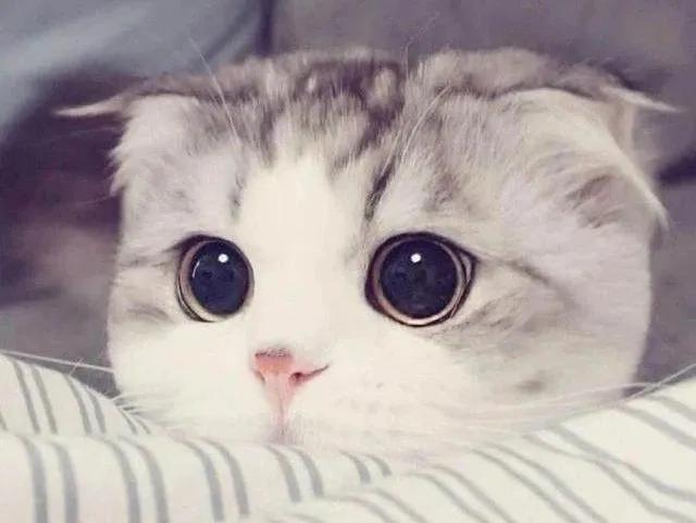 解答宠物问题,关于宠物的问题和答案大全