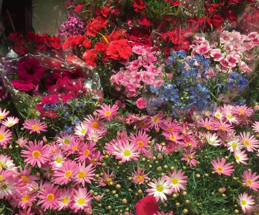 大连买花到哪里,大连网络买花花店