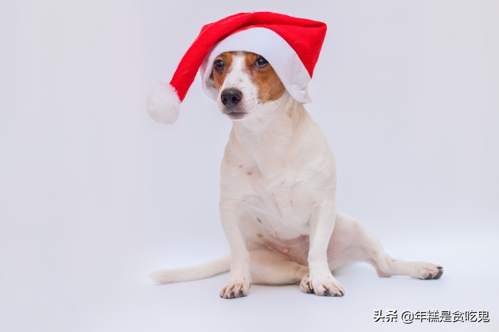 狗狗得了皮肤病铲屎官应该怎么办,家里狗狗有耳螨家里要怎么清理