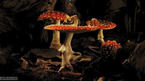 真香!用蘑菇做皮包,爱马仕你赢了