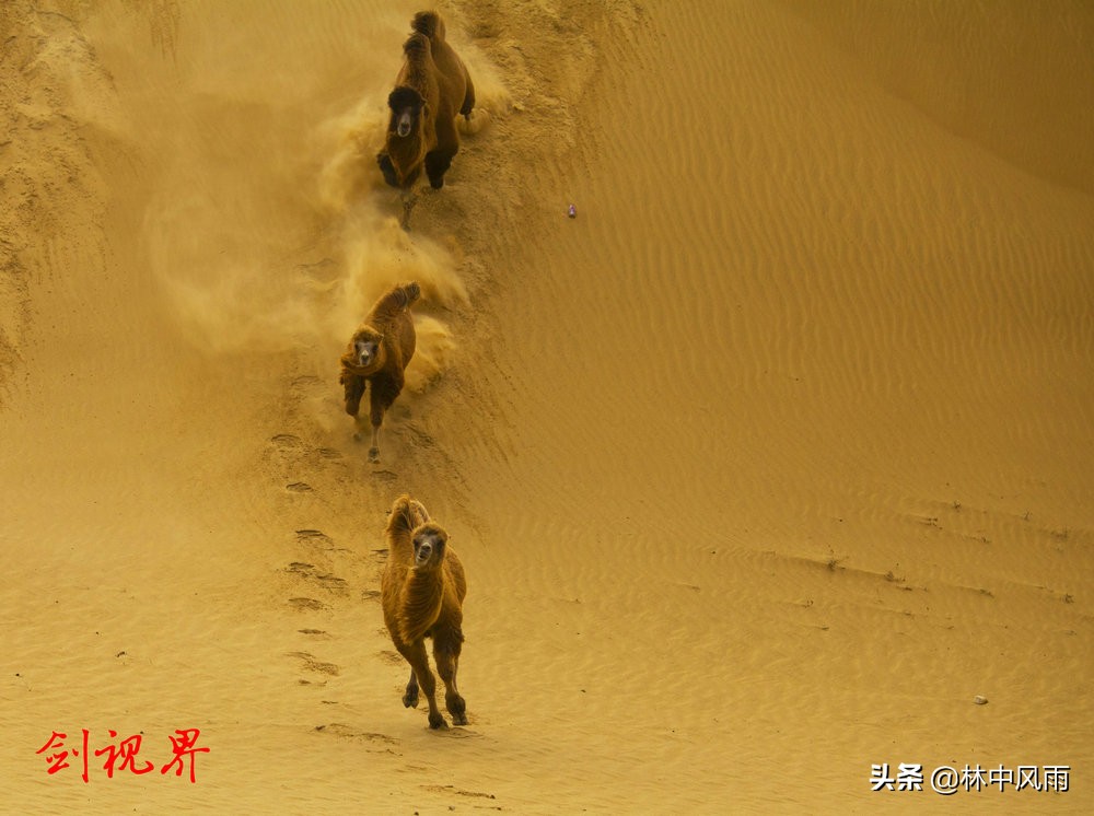 通辽奈曼沙漠,奈曼旗沙漠风景视频