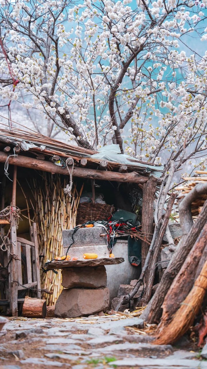 日照最美桃源,寻找最美春天日照惊艳全城