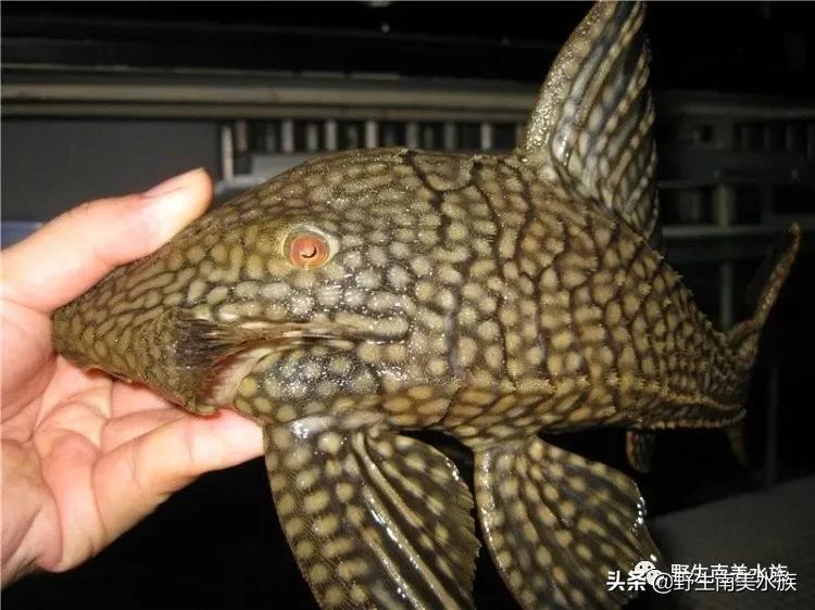 每天认识一种南美鱼,每天认识一种鱼类