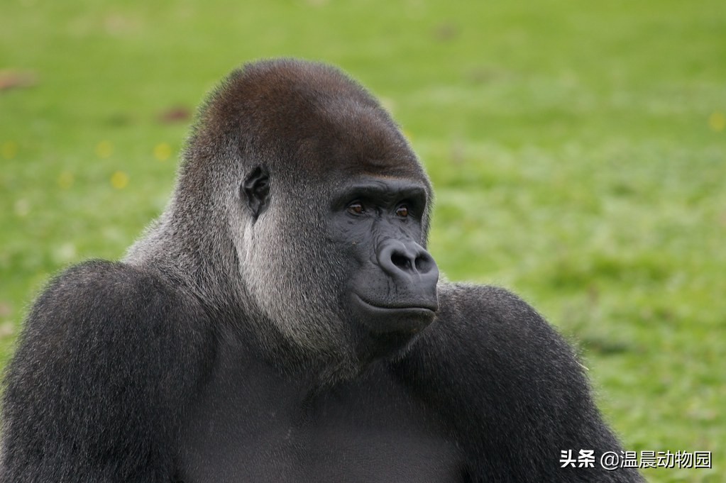 大猩猩真的不是假的,大猩猩说人类愚蠢是真的吗