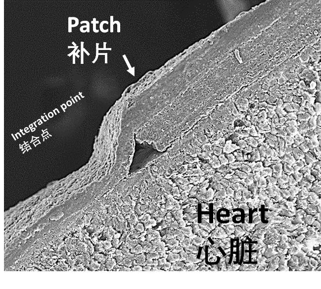 3d打印3种核心技术,3d打印器官最前沿技术