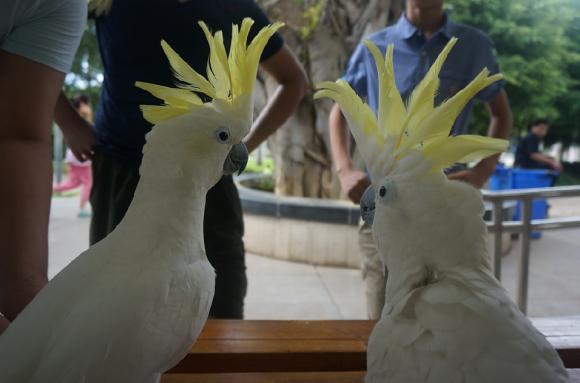 灰机鹦鹉品种,黑色鹦鹉品种推荐大全视频