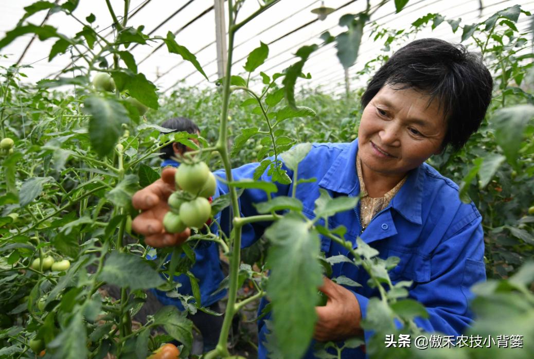 西红柿从播种到采收的视频,西红柿播种到采收需要多少天