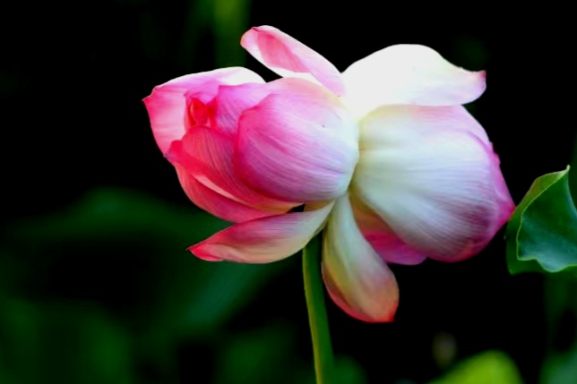 最美的荷花诗句,一起赏荷花的诗词歌赋