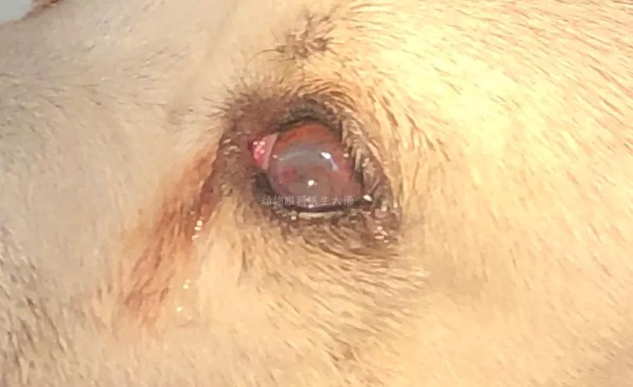 狗狗肠子穿孔了怎么处理,狗狗眼睛穿孔治疗费用